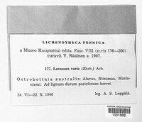 Straminella varia image
